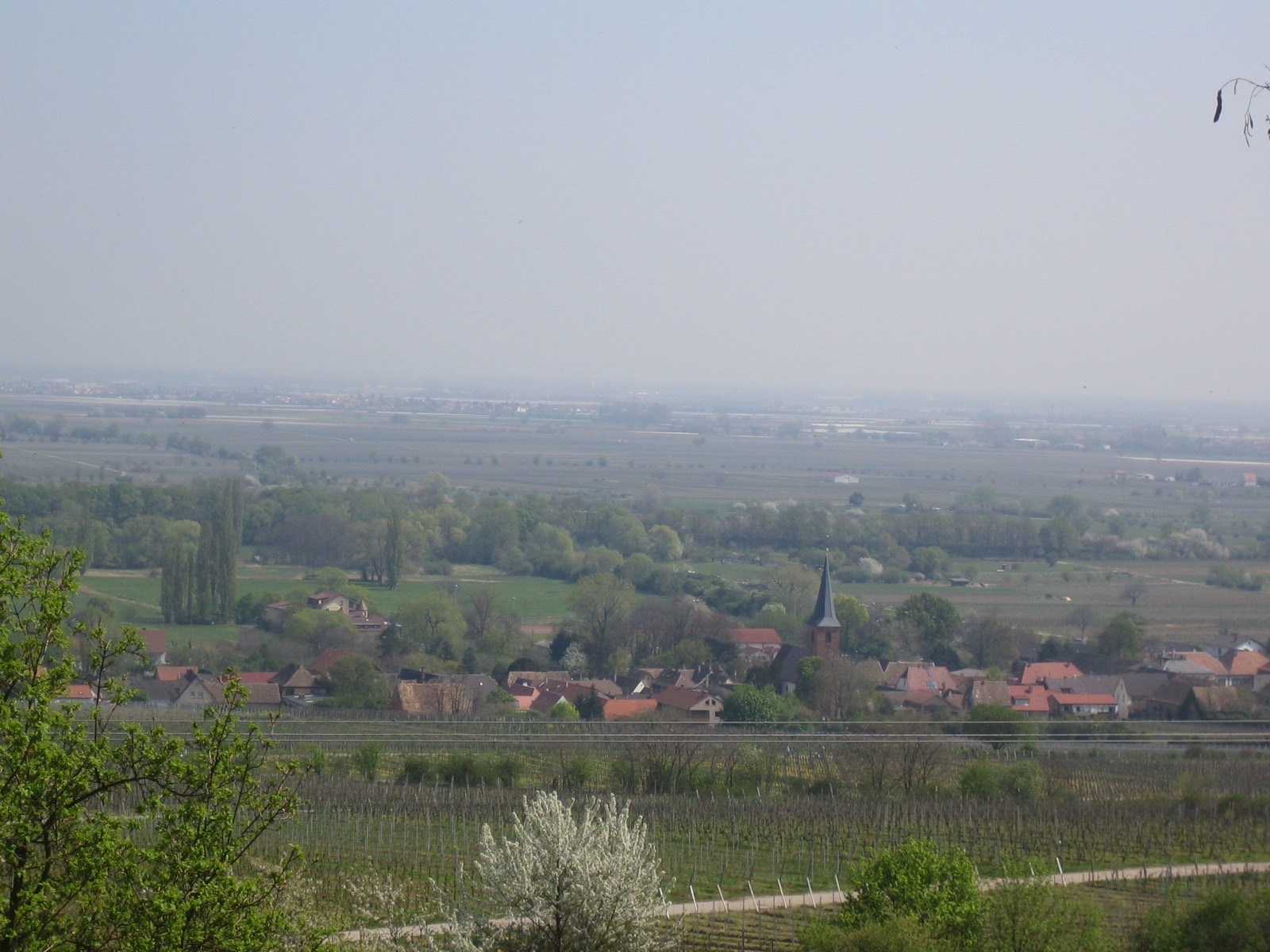 Lagenwanderung durchs Kirchenstück: Wandern zwischen Weinbergen