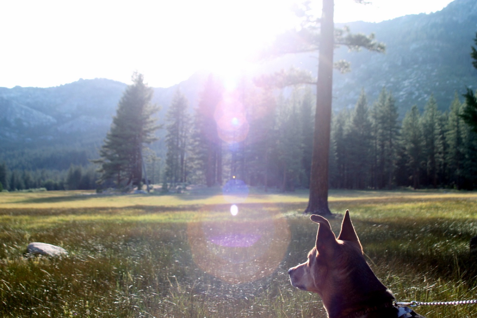 Urlaub mit Hund an der Südlichen Weinstraße